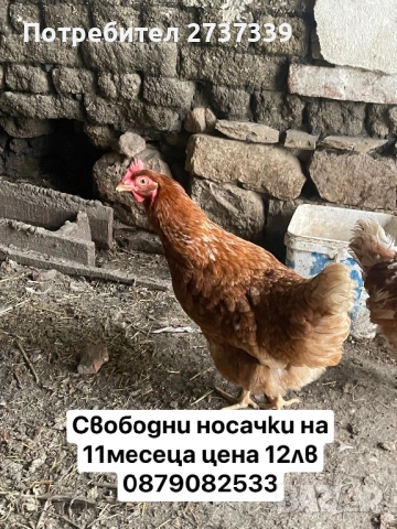Носачки за яйца