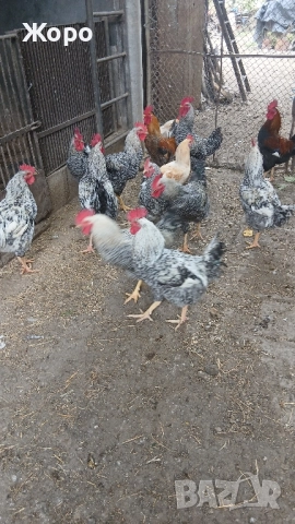Спешно Домашни млади петли, снимка 3 - Кокошки и пуйки - 52068692