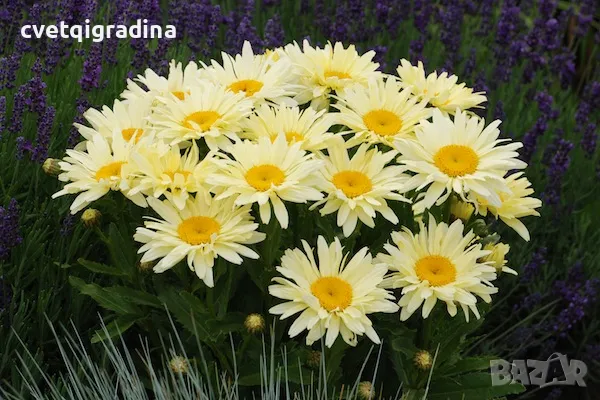 Leucanthemum maximum Banana Cream(Маргарита)