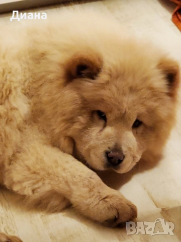 Куче чау-чау, снимка 2 - Чау Чау - 53794277