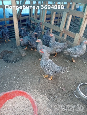 Петли, снимка 6 - Кокошки и пуйки - 53155478