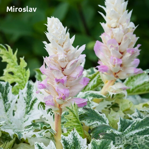 Акантус (Меча стъпка), снимка 7 - Градински цветя и растения - 54199129