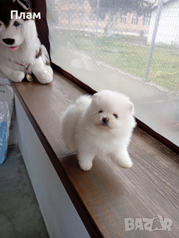 Померани.Реални снимки ! Различни възрасти !!!, снимка 3 - Померан - 54055195