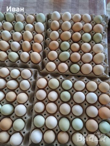 Продавам домашни яйца, снимка 4 - Кокошки и пуйки - 46409007