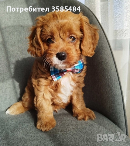 Cavapoo/Mini poodle , снимка 5 - Пудели - 52822958