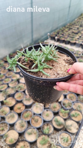Делосперма (Delosperma cooperii), вечнозелено многогодишно сукулентно растение, снимка 11 - Градински цветя и растения - 53567133