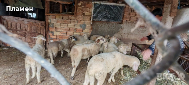 Агнета 6 евро живо тегло , снимка 6 - Овце - 54067018