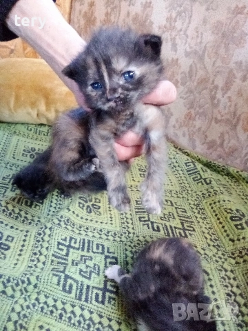 Продавам полуперсичета Варна , снимка 3 - Персийска - 54232581