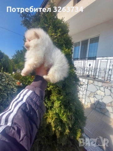 Игриви момиче и момче на 50 дни, снимка 6 - Померан - 53851540