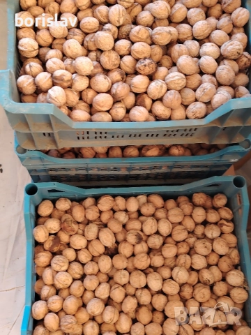 Продавам орехи 2025