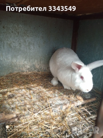 Зайци на 4 месеца