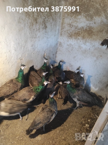 Продавам паунчета, снимка 2 - други­ - 51295851