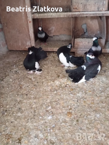 продавам гълъби, снимка 5 - Гълъби - 53924309