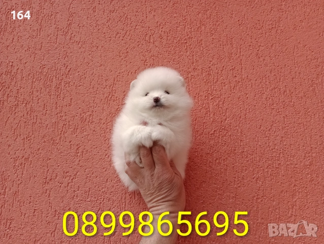 Померани. Реални снимки от 29.03.26 г. , снимка 8 - Померан - 54015787