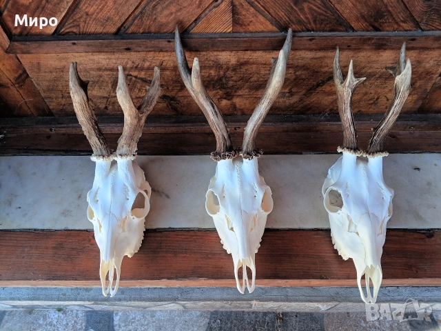 Трофей от сръндаци.Рога.3бр