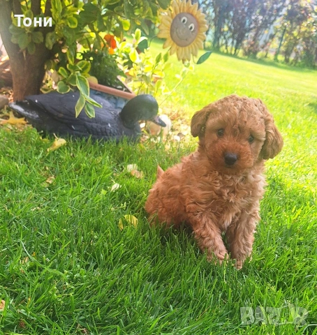 Той Пудел мини , снимка 5 - Пудели - 54179730