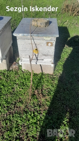 Пчелни семейства с кошерите LR, снимка 2 - Други животни - 53767609