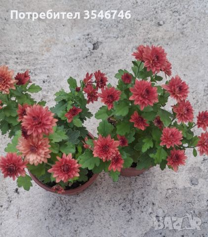 кълбовидни хризантеми , снимка 4 - Градински цветя и растения - 45900377