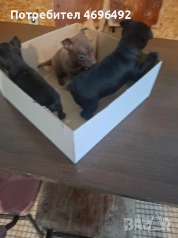 продавам пясъчни пинчери., снимка 4 - Пинчер - 52944172