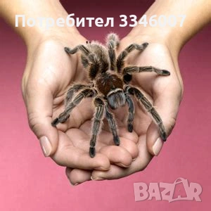 Хотел за екзотични животни, снимка 3 - Змии - 54117225