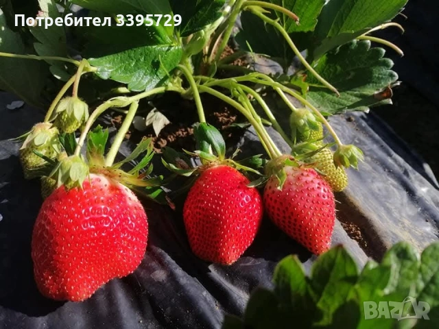 разсад за ягоди записвам за края на февруари цена 025€, снимка 4 - Разсади - 53407757