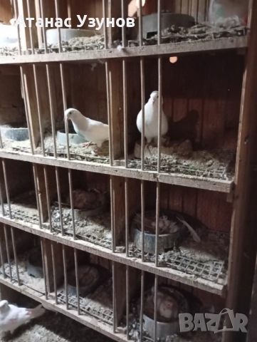 Пазарджишки бяли, снимка 4 - Гълъби - 52907065