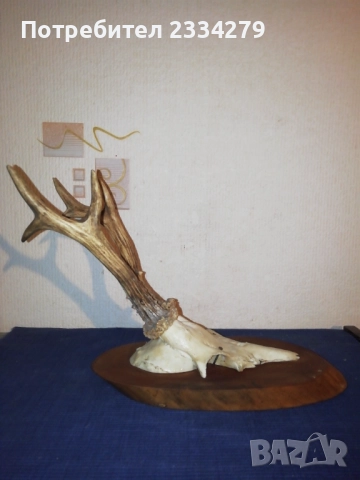 Стари глигански зъби-бивни,глиги и рога от саръндаци, млади елени, снимка 16 - Колекции - 52674338