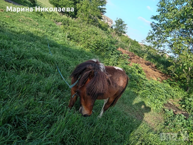 Своободно мъжко пони, снимка 3 - Коне - 50833552