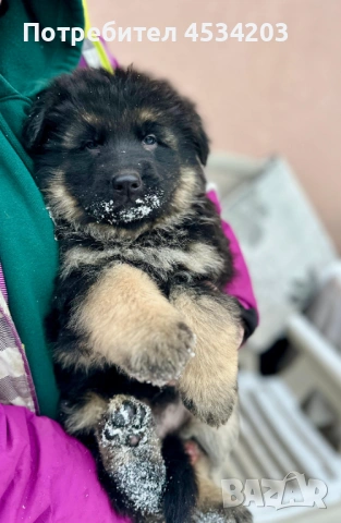 немска овчарка / НОК, снимка 12 - Немска овчарка - 51033011