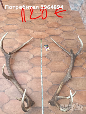 рога от благороден елен , снимка 7 - Декорация за дома - 53884072