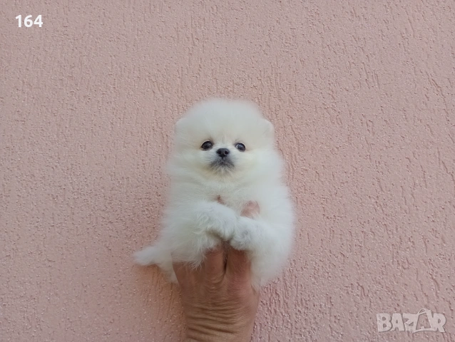 Померани. Реални снимки от 19.04.26 г. , снимка 10 - Померан - 54219294