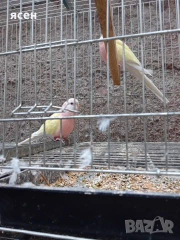 Продавам буркови неофеми лутино 