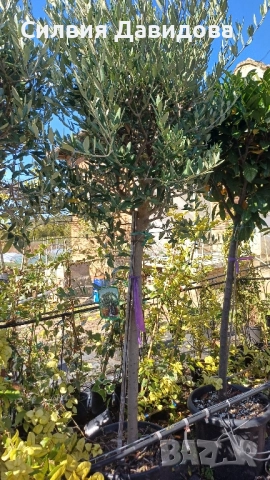 Маслина Европейска, снимка 6 - Градински цветя и растения - 52508763