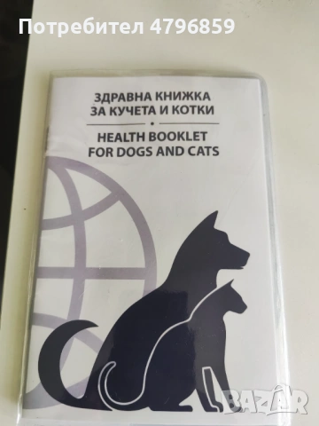  Женско Шотландско остроухо коте. , снимка 2 - Други - 54193542