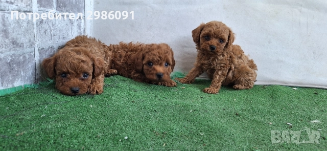 той пудел , снимка 3 - Пудели - 51637525