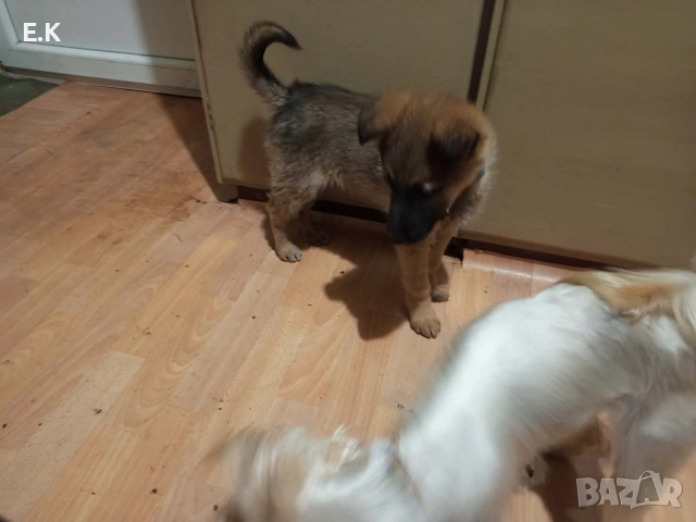 Немска овчарка женска , снимка 3 - Немска овчарка - 52876986