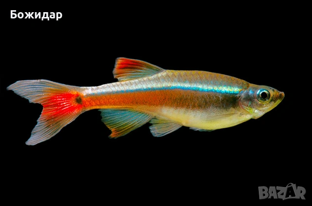 Продавам рибки Кардинал 