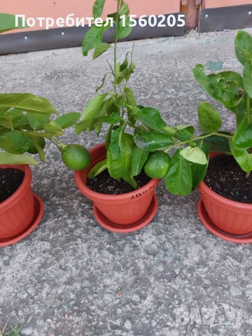 Лимони - лимонови дръвчета, снимка 4 - Градински цветя и растения - 51309881