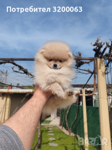 Померан мъжко и женски , снимка 8 - Померан - 53986008