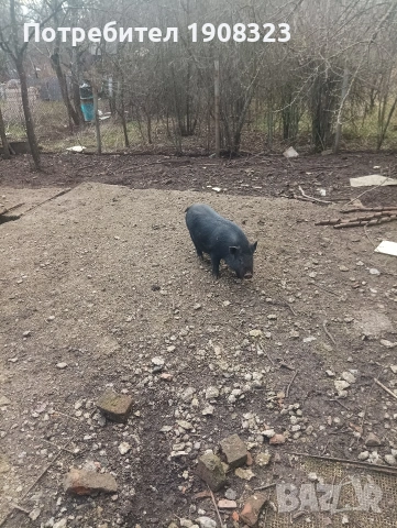 Виетнамско прасе