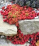 Седум Коралов килим, Sedum album Coral Carpet, снимка 4