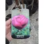 Magnolia Black Tulip (Магнолия Черно Лале), снимка 3
