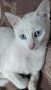 бяло мъжко коте, сини очи, 5 мес., снимка 2