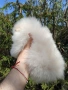 Померан померани , снимка 2