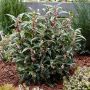 Саркокока ('Пурпурно стъбло') Sarcococca'Purple Stem' Вечнозелен и Силно Ароматен, снимка 3