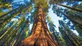 Нови Екзотични 15 семена от гигантска секвоя мамутово дърво sequoiadendron giganteum за декорация, снимка 13