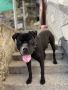 Черно куче, кане корсо/питбул, 2 години, снимка 1 - Кане корсо - 45999622