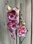 Орхидея фаленопсис, снимка 4