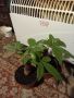 пахира , снимка 1 - Стайни растения - 45444530
