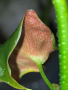 Philodendron Lupinum , снимка 2